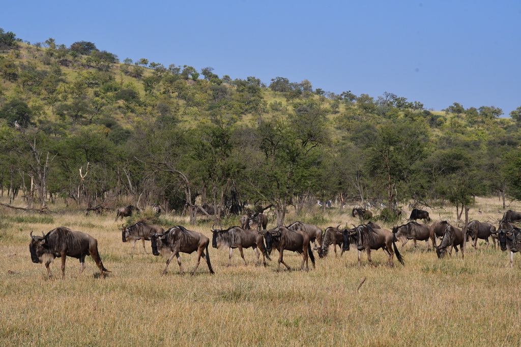 Serengeti Western Corridor